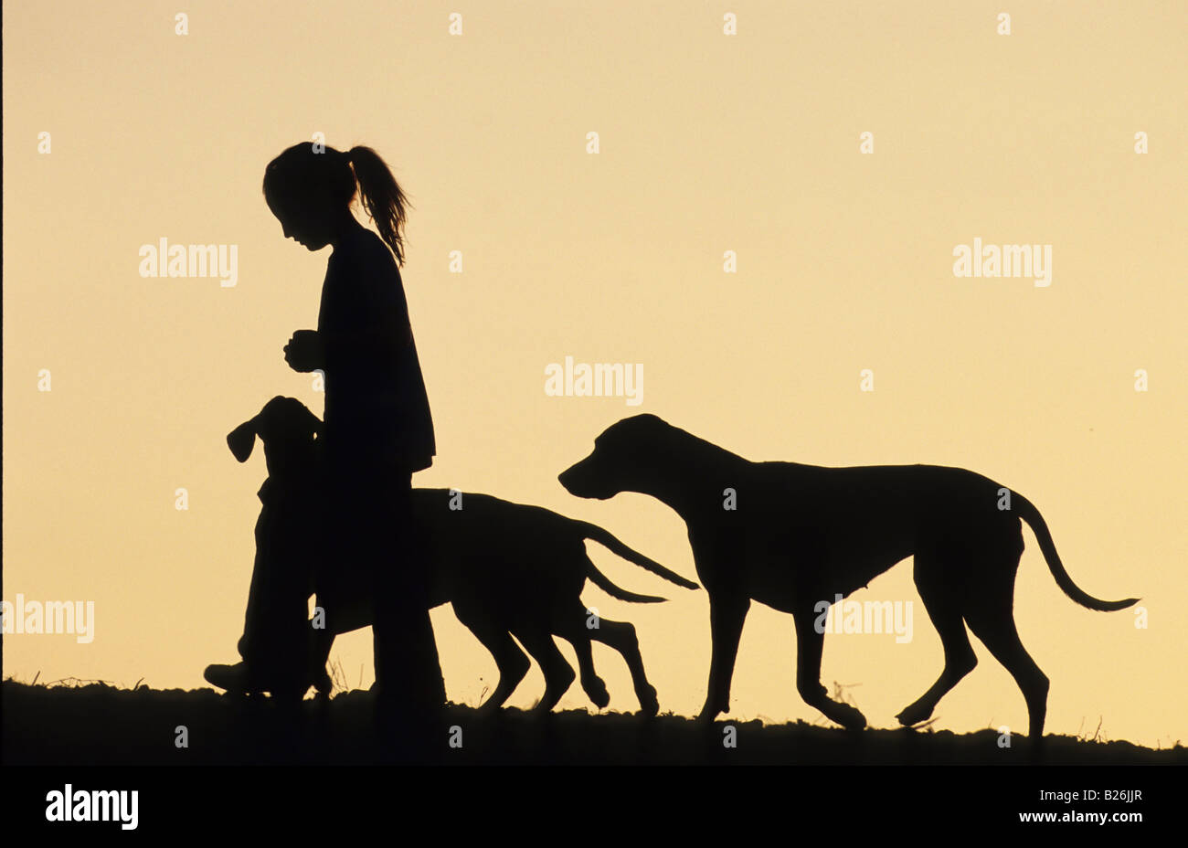 Le Rhodesian Ridgeback (Canis lupus familiaris). Fille qui marche avec trois chiens silhouetté contre le ciel du soir Banque D'Images
