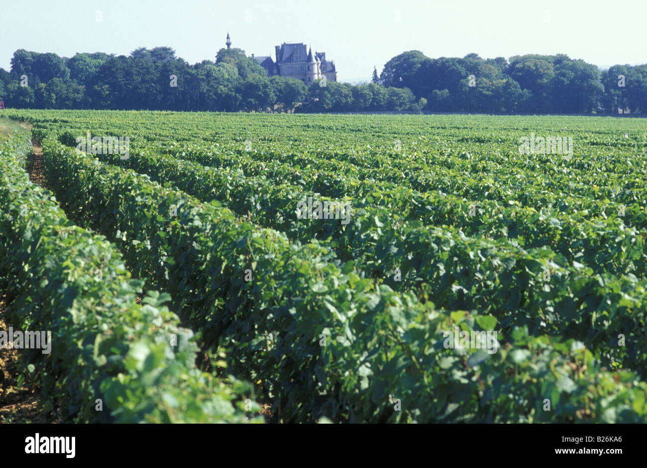 Vignes, Gevrey Chambertin, Bourgogne, France Banque D'Images