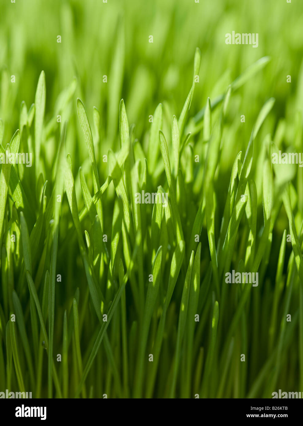 Close up of grass Banque D'Images