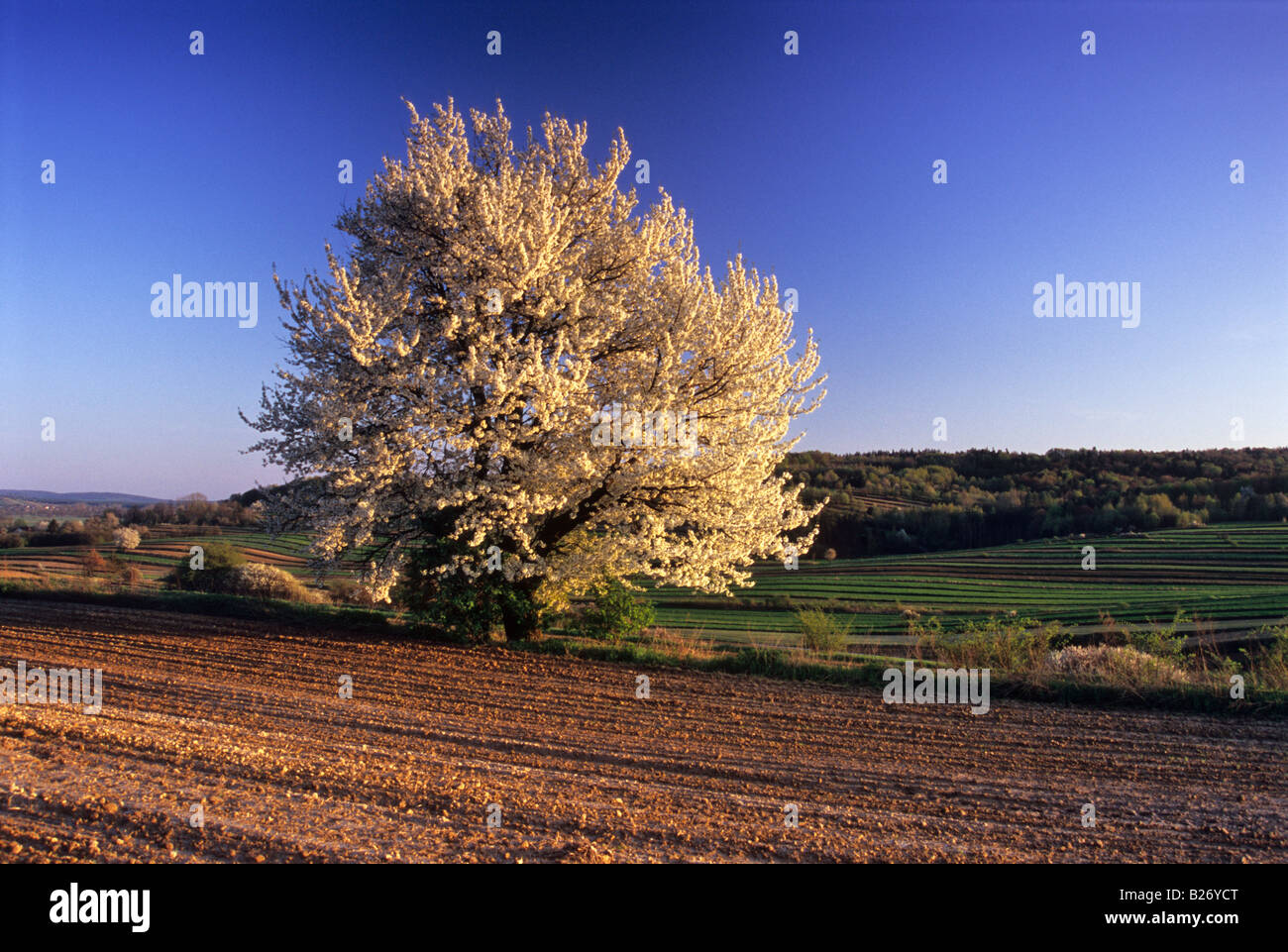 Cerisier en fleur champ sol Loess Banque D'Images