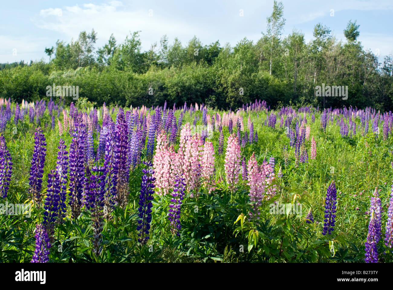 Les lupins sauvages Moncton New Brunswick Banque D'Images