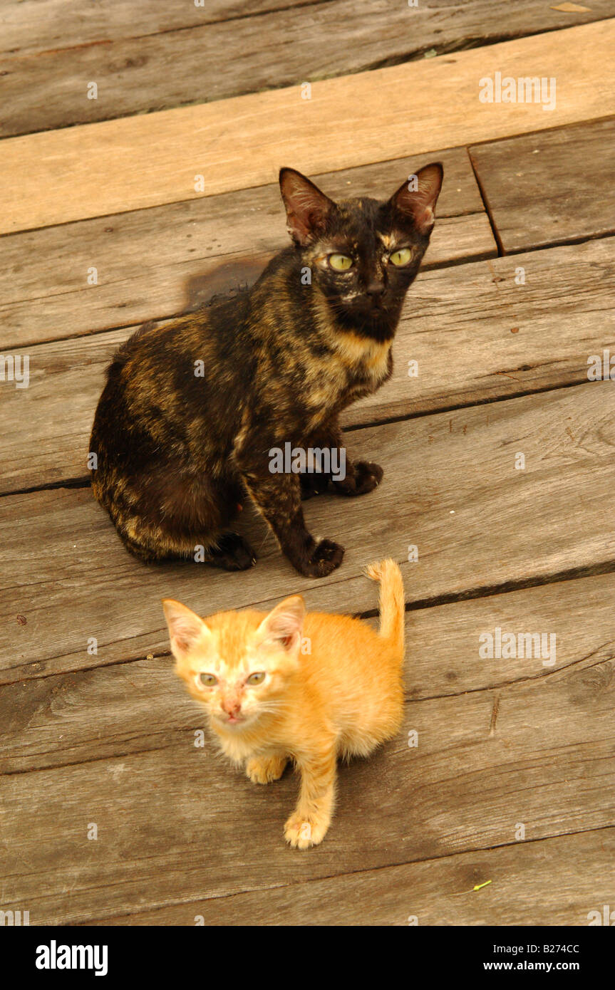 Deux chats sur la promenade, musulmane, village flottant de l'île de Koh Panyi, Ao Phang Nga , Phuket , Thaïlande Banque D'Images