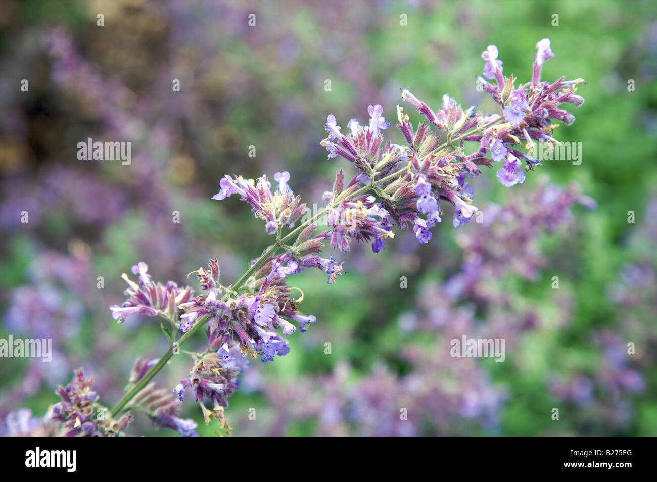 NEPETA RACEMOSA MARCHEURS FLEURS BAS Banque D'Images