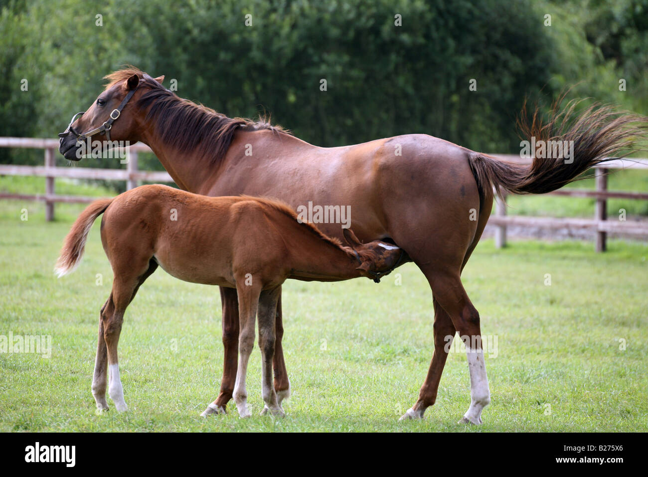 Un poulain boit le lait maternel de sa mare dans un enclos sur un haras de chevaux de course dans le Suffolk Banque D'Images