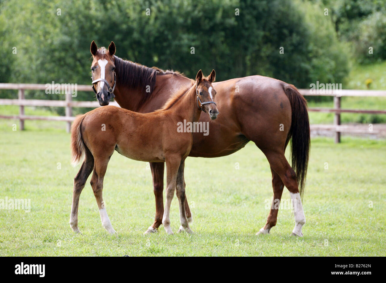 Poulain et la jument dans un enclos sur un haras de chevaux de course dans georgeimpeyphotographer www légende locale Suffolk co uk Banque D'Images