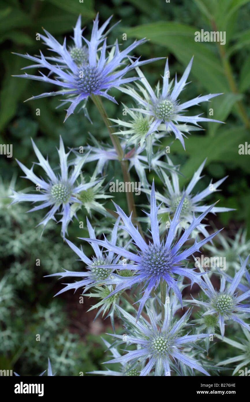 ERYNGIUM BOURGATII GRAHAM STUART THOMAS JURY Banque D'Images