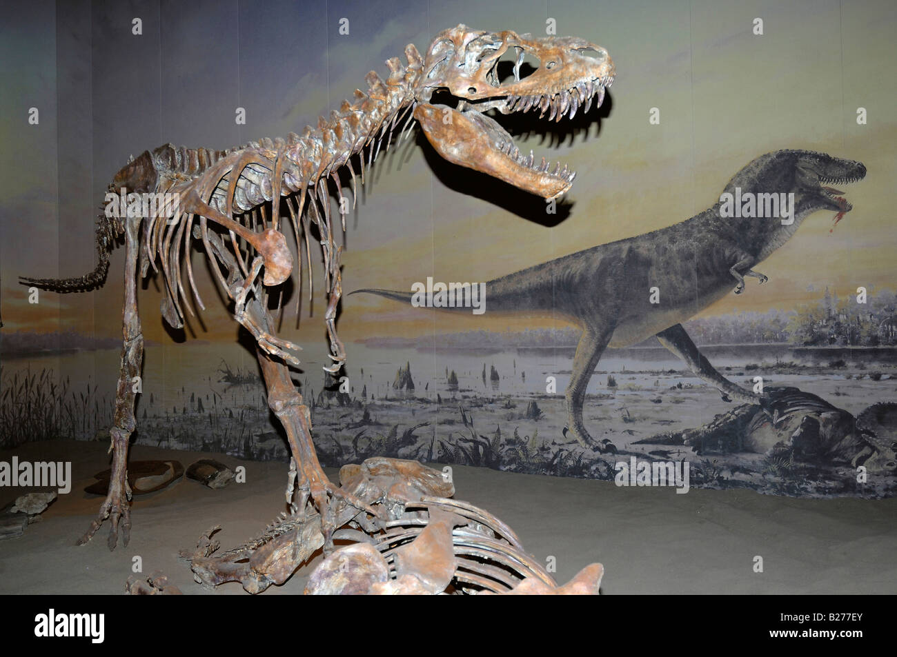 Format horizontal de squelette d'un dinosaure Albertosaurus au Royal Tyrrell Museum à Drumheller, Alberta, Canada Banque D'Images