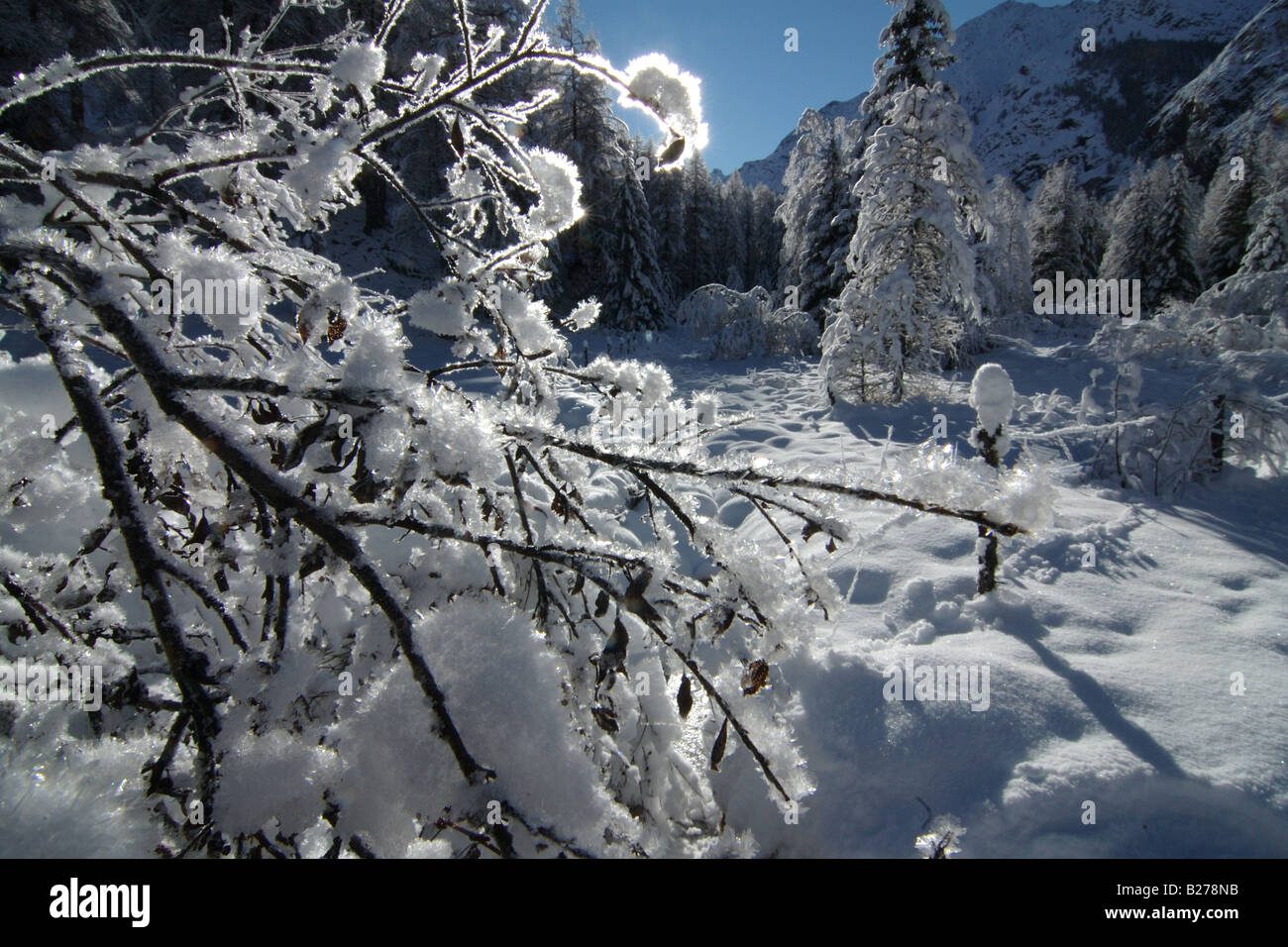 Paysage de montagne neige arbre neve montagna paesaggio Valnoney Cogne Parco Nazionale Gran Paradiso Valle d'Aoste Italia Italie Banque D'Images