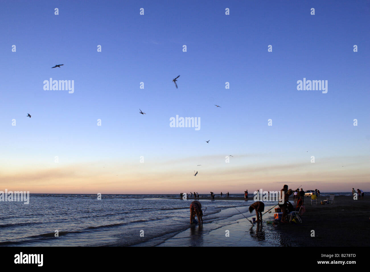 La pêche avec des sternes au coucher du soleil 1 Banque D'Images