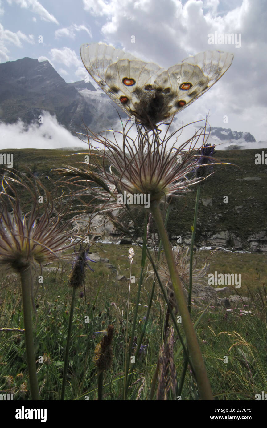 Infruttescenza Pulsatilla alpina Parnassius apollo apollo prateria alpina Cogne Parco Nazionale Gran Paradiso Valnontey Valle d Banque D'Images