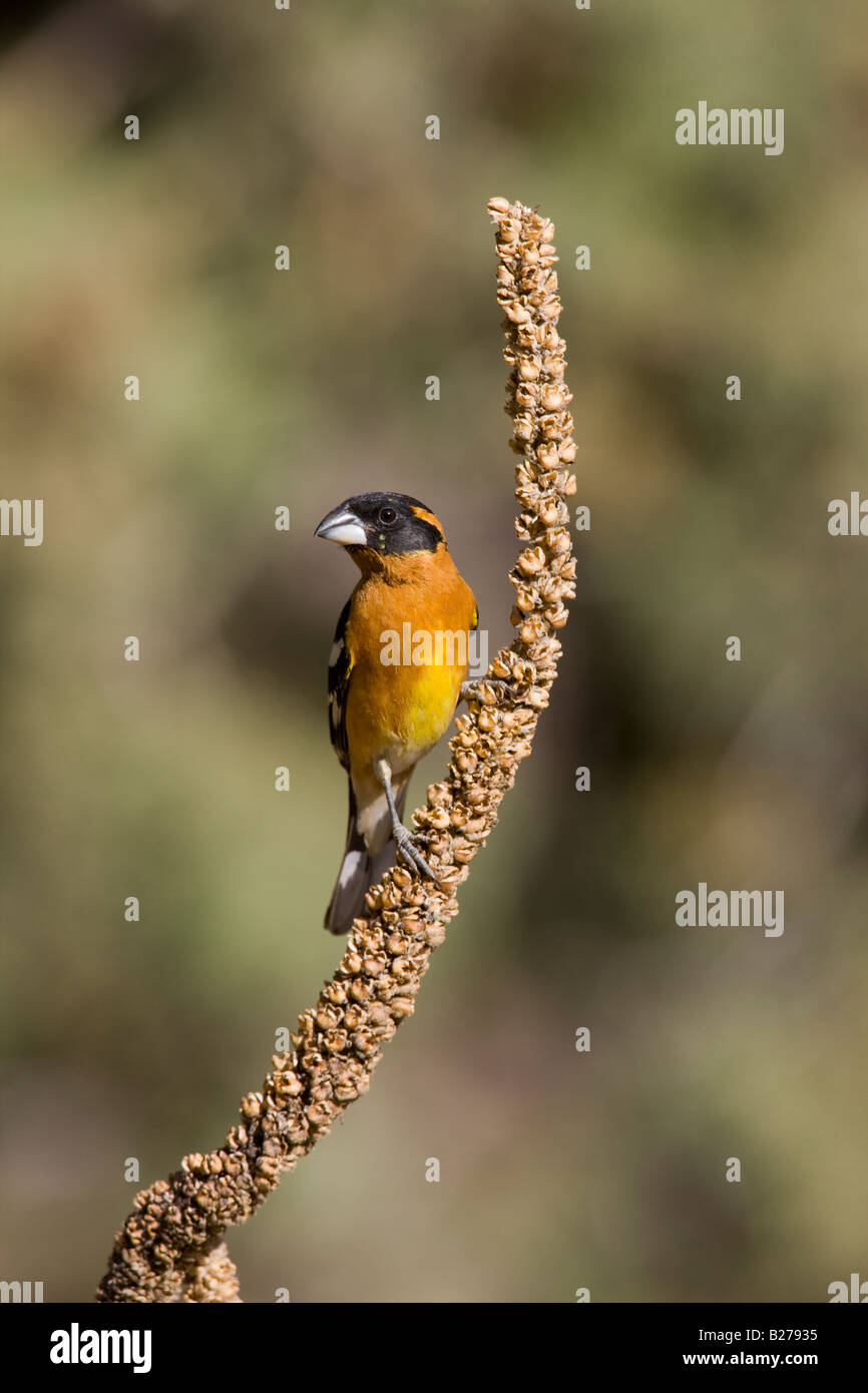 Grobeak à tête noire Banque D'Images