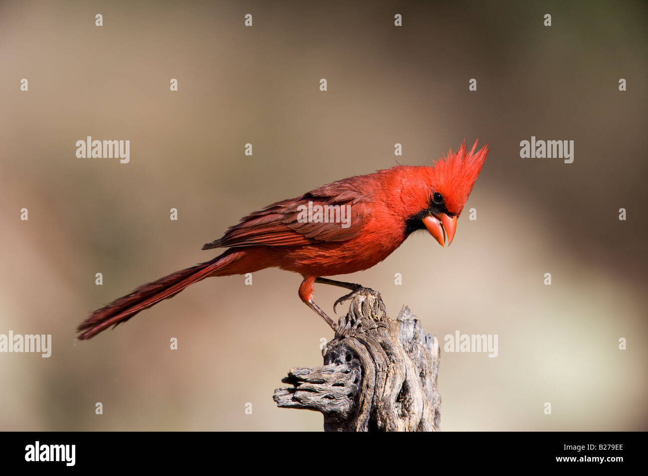 Cardinal rouge Banque D'Images