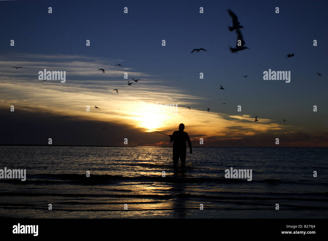 La pêche à l'homme de sternes au coucher du soleil 3 Banque D'Images