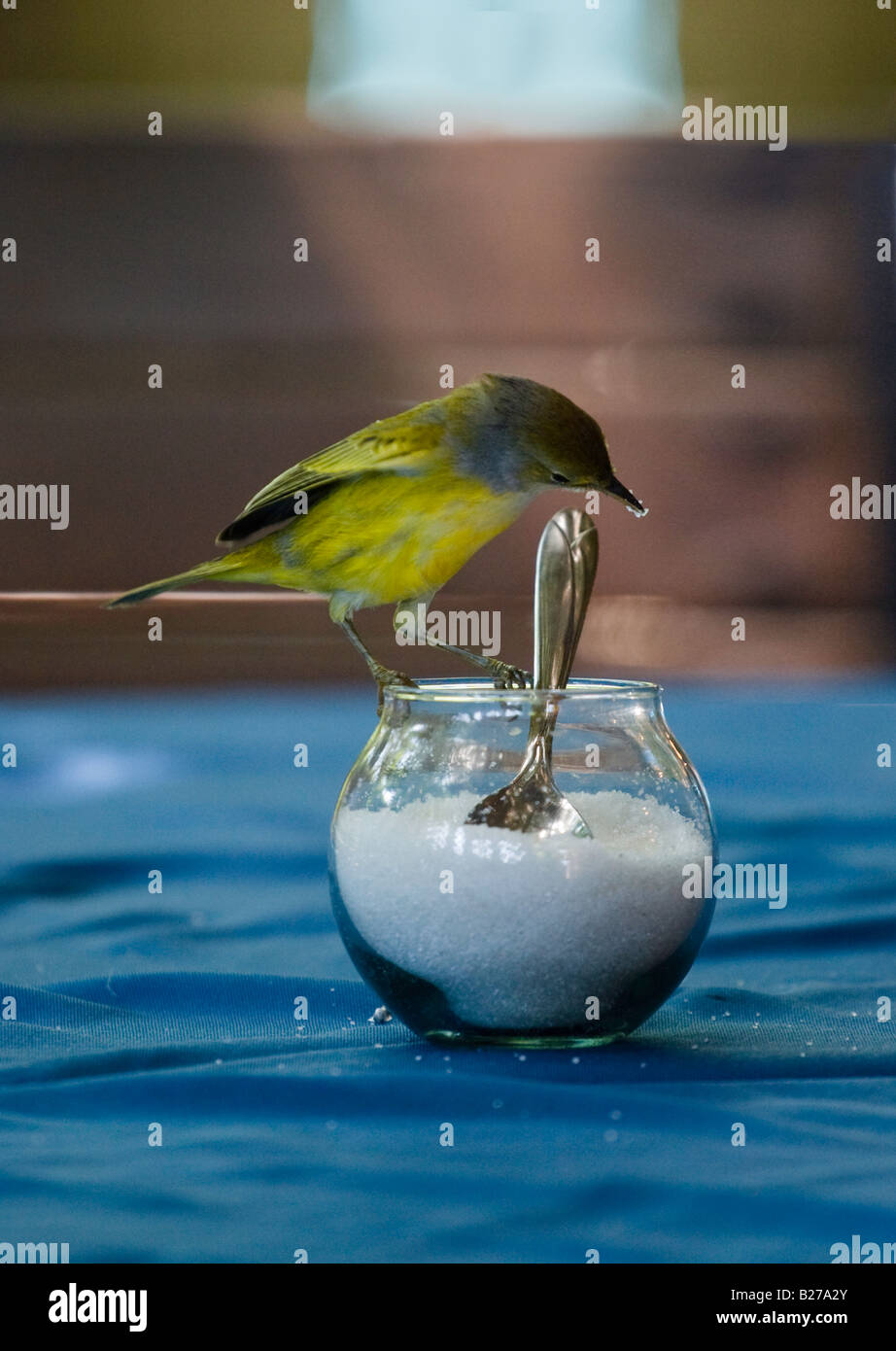 Une alimentation de Finch Galapagos un bol de sucre dans un café Banque D'Images