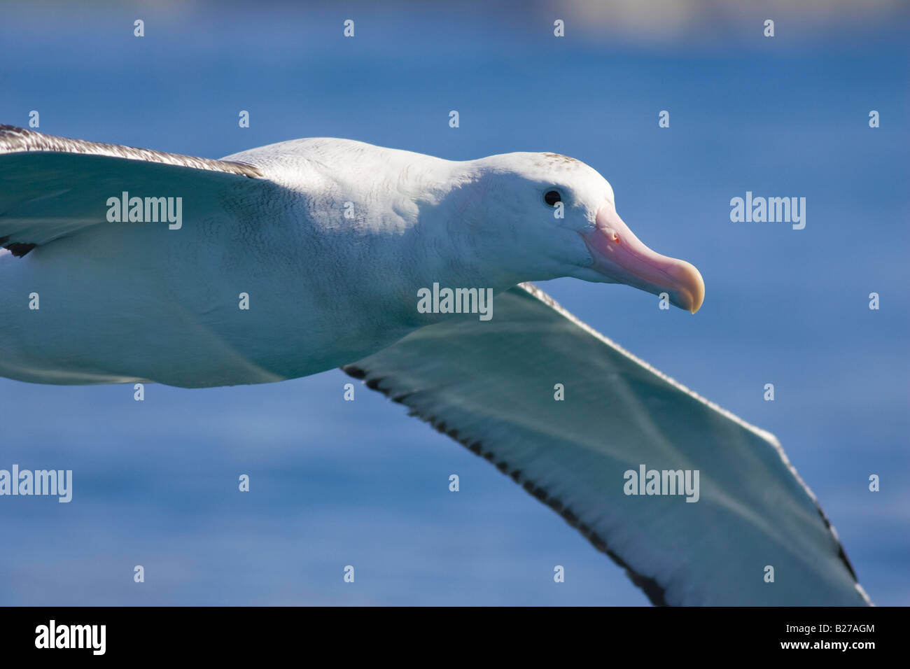 Close-up du sud de l'Albatros (Diomedea epomophora Royal epomophora) en vol Banque D'Images