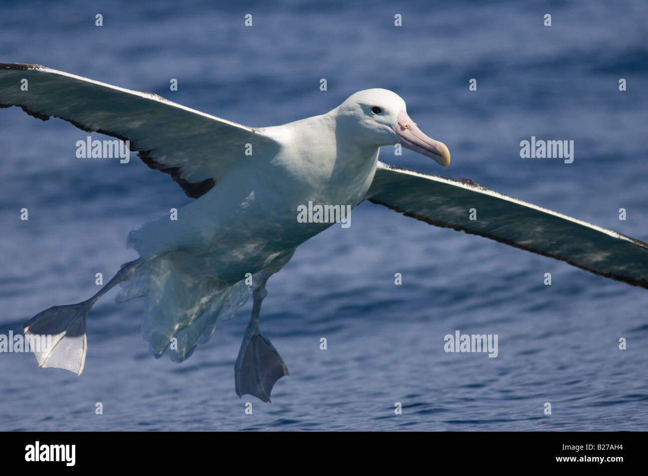 Le sud de l'Albatros (Diomedea epomophora Royal epomophora) à l'aide de pieds comme freins à air avant de se poser sur l'ocean Banque D'Images