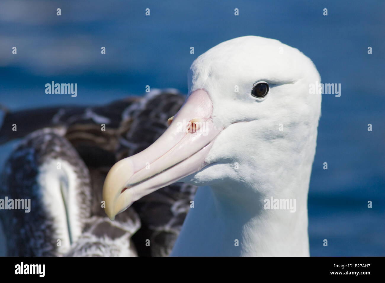 Close up of Southern Royal Albatros (Diomedea epomophora epomophora) head Banque D'Images