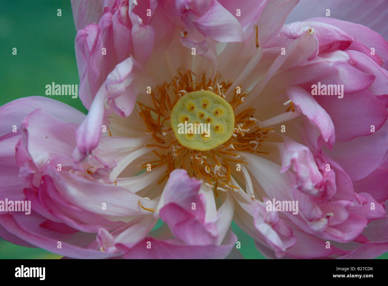 Fleur de Lotus Banque D'Images