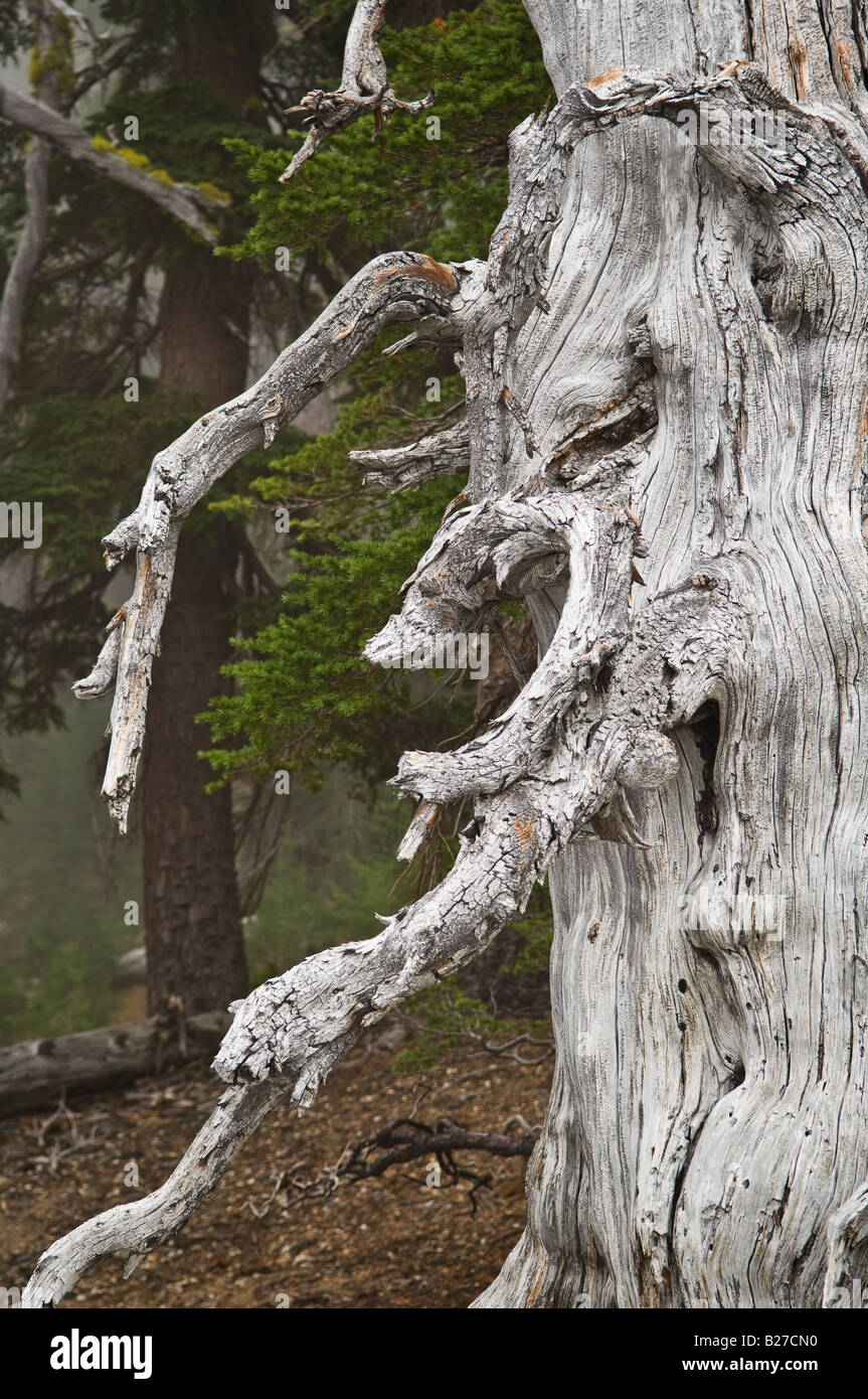 Un gnome des forêts de pins noueux tronc d'arbre sur les montagnes Cascade Tam Rim McArthur Forêt nationale de Deschutes Oregon Banque D'Images