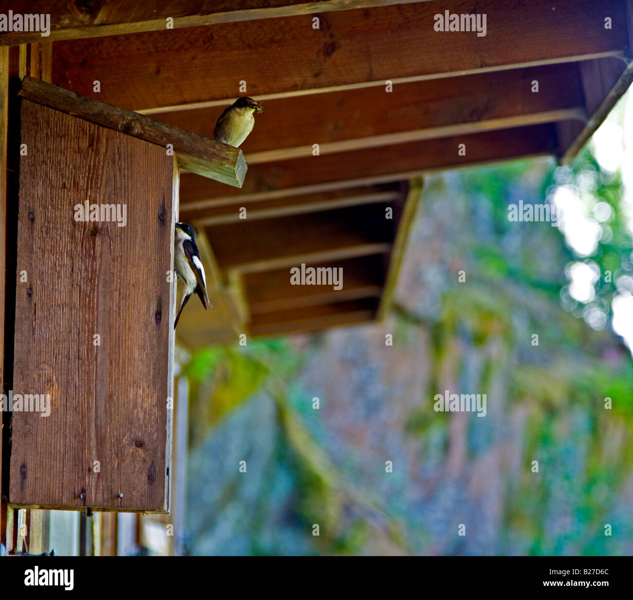 Spotted flycatcher Banque D'Images