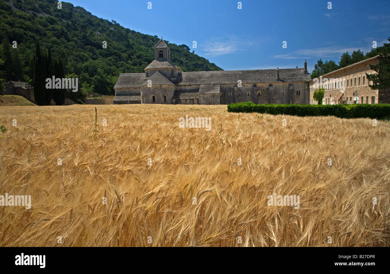 Champ de blé à côté de l'Abbe de Sénanque, Provence. Banque D'Images