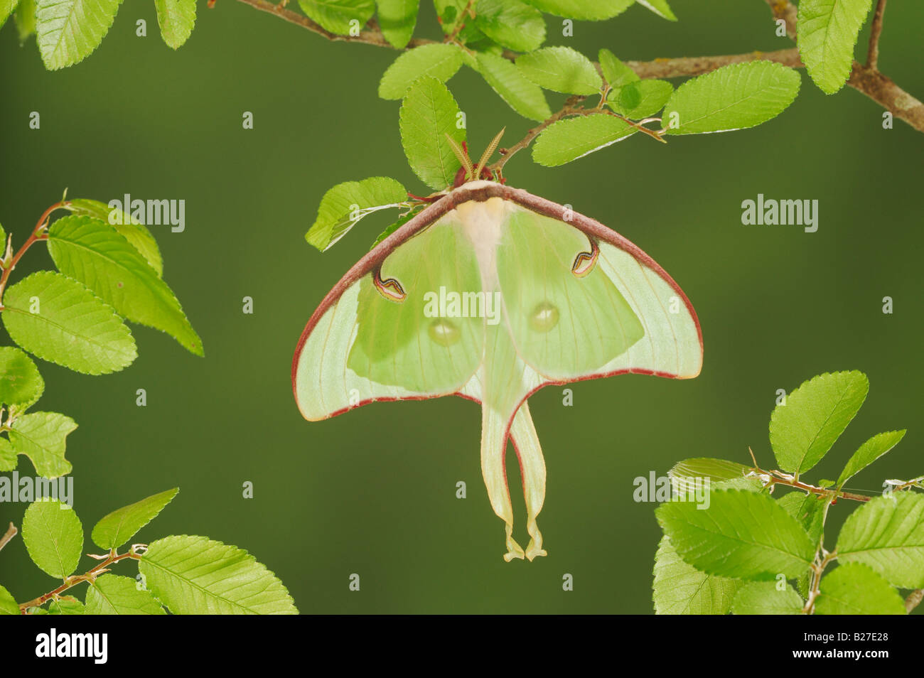 Luna Moth Actias luna hot perché sur Cedar Elm Ulmus crassifolia New Braunfels Texas USA Mars 2008 Banque D'Images