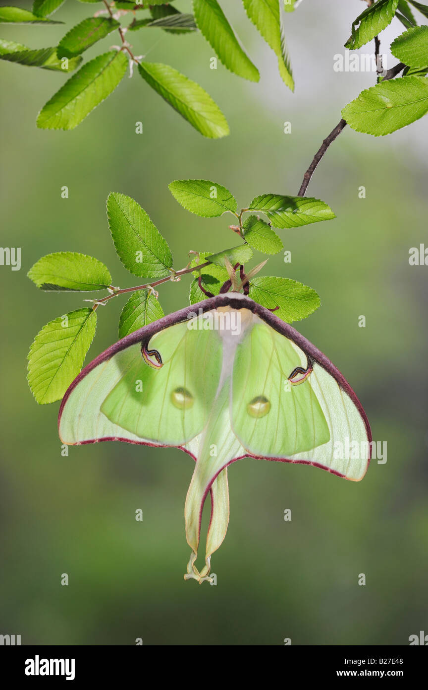 Luna Moth Actias luna hot perché sur Cedar Elm Ulmus crassifolia New Braunfels Texas USA Mars 2008 Banque D'Images