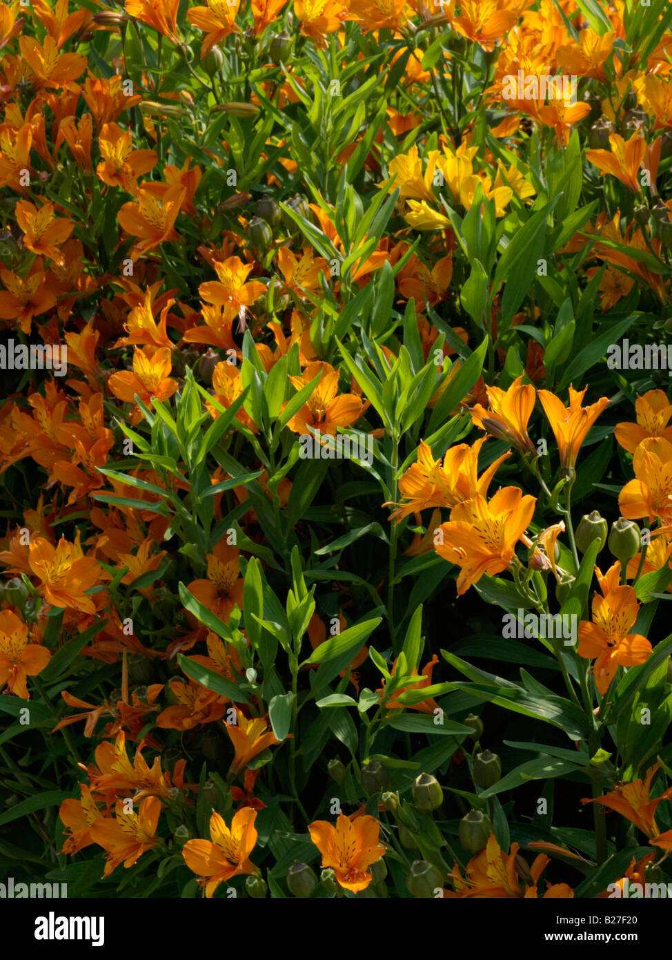 Lily péruvienne (l'Alstroemeria aurea) Banque D'Images