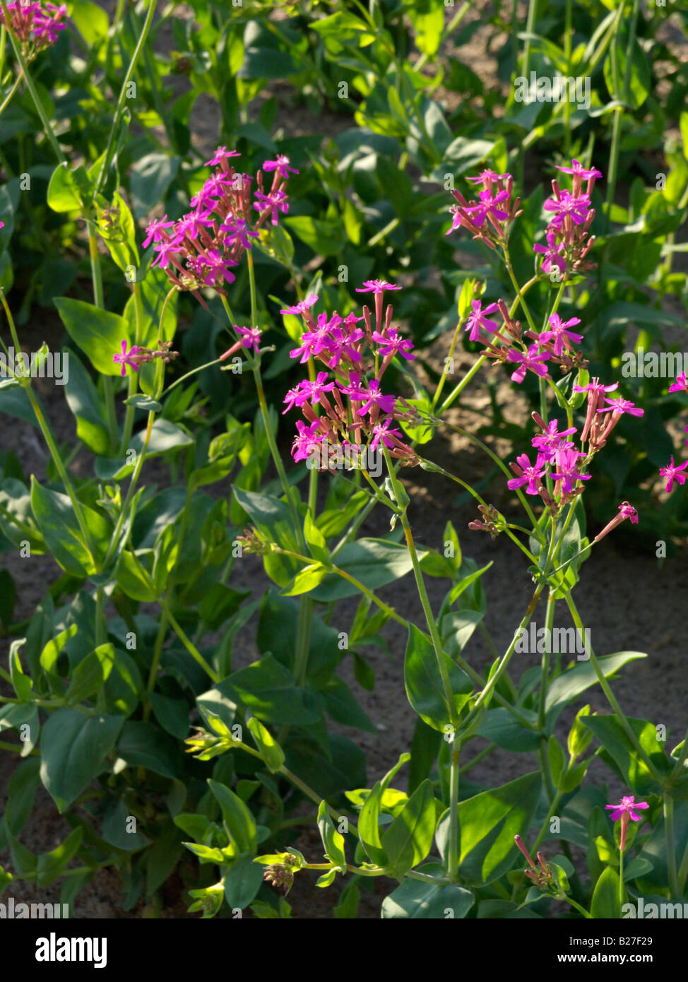 Red (Silene armeria) Banque D'Images