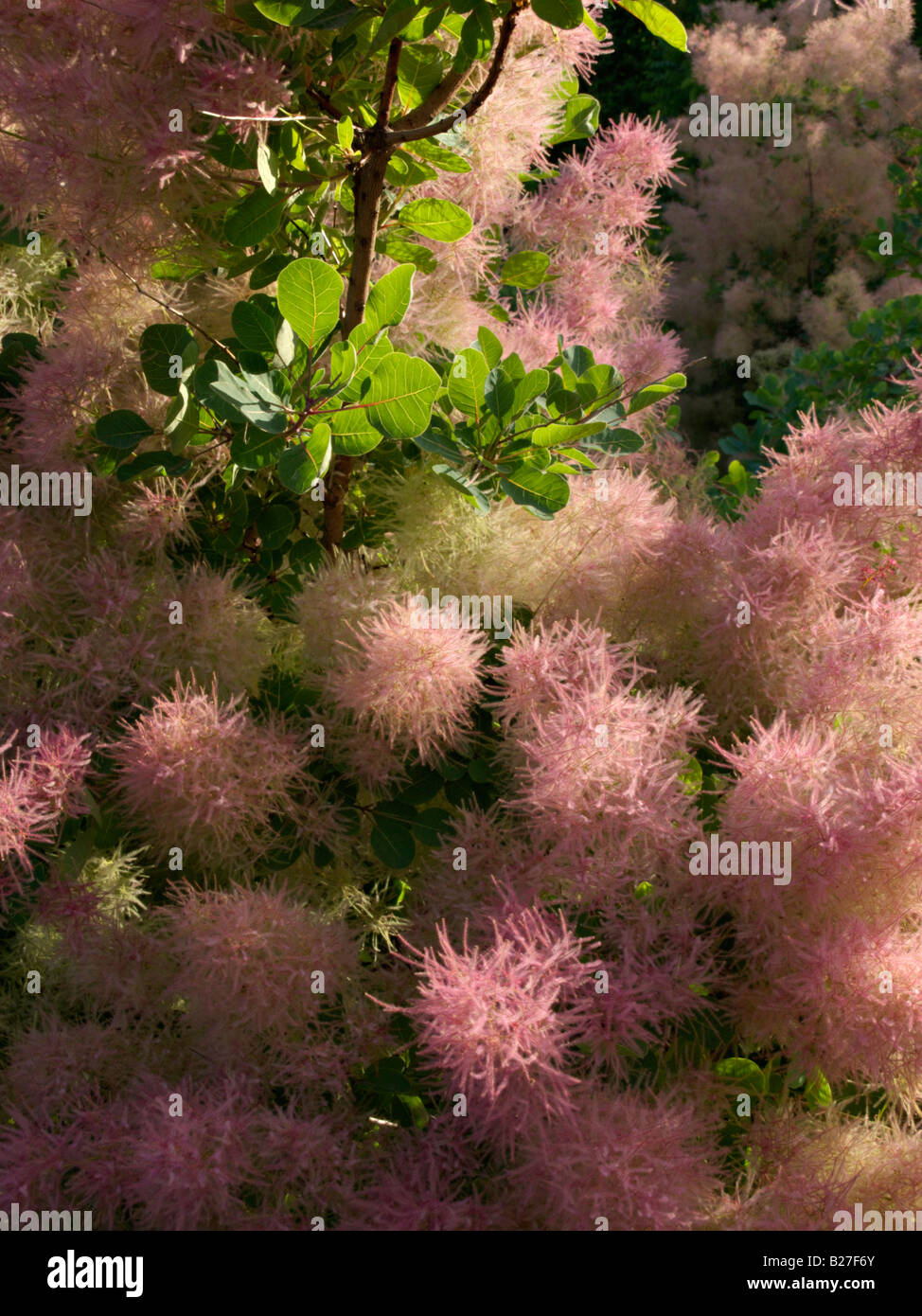 Arbre de fumée eurasien (Prunus serrula) Banque D'Images