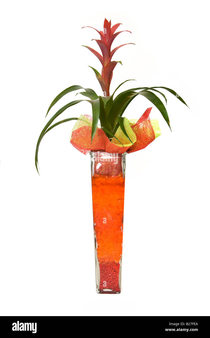 Plante en vase en verre décoratif Banque D'Images
