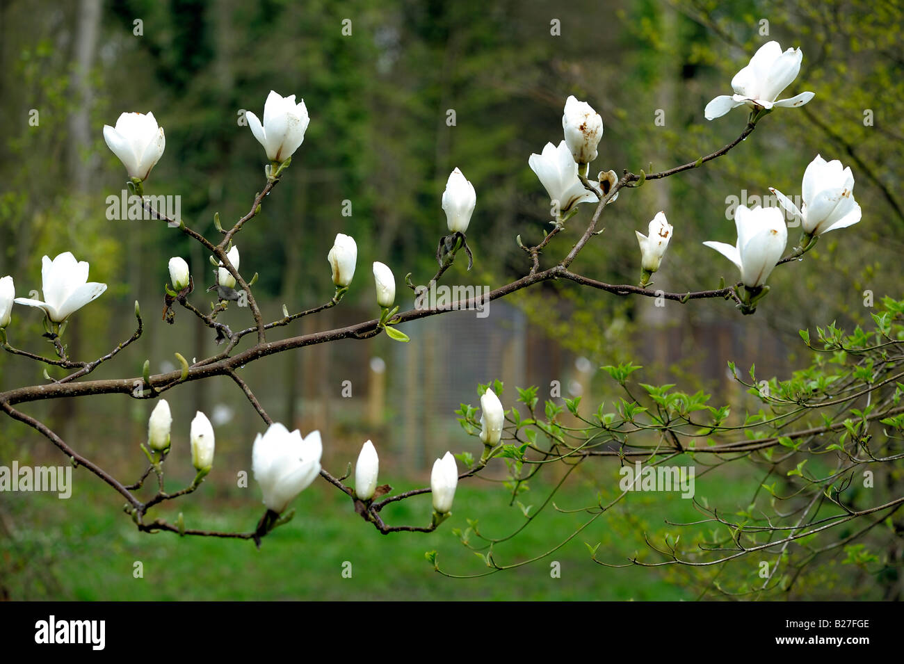 Sayonara MAGNOLIA denudata veitchii un hybride Gresham avec de grandes fleurs globuleuses blanches ayant le moindre soupçon de pourpre à t Banque D'Images