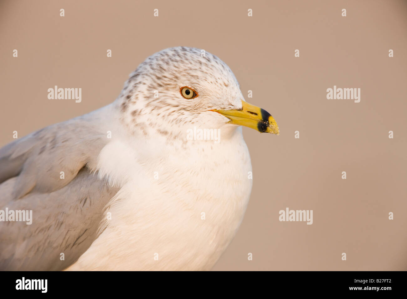 Ring-billed Gull Banque D'Images