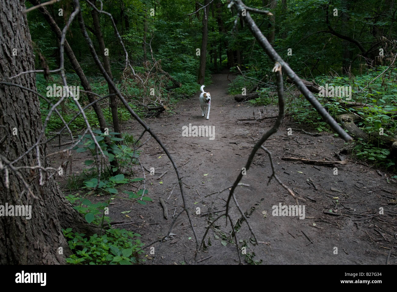 Un chien marche sur un sentier dans les bois. Banque D'Images