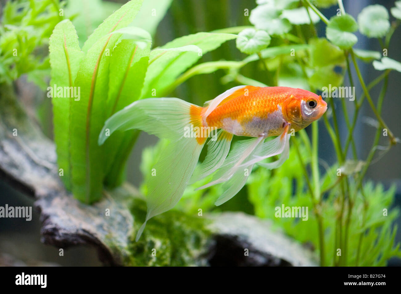 Poisson rouge Banque D'Images