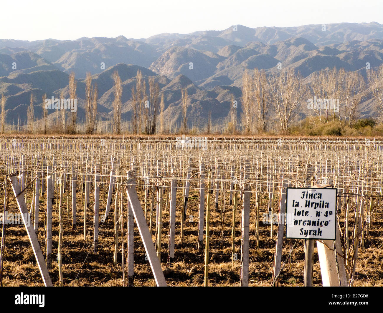 Aspect hiver d'un vignoble biologique de Syrah près de la ville de San Juan, Argentine Banque D'Images