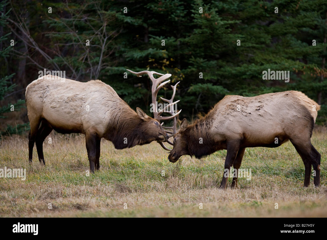 Le wapiti de Roosevelt luttant Banque D'Images