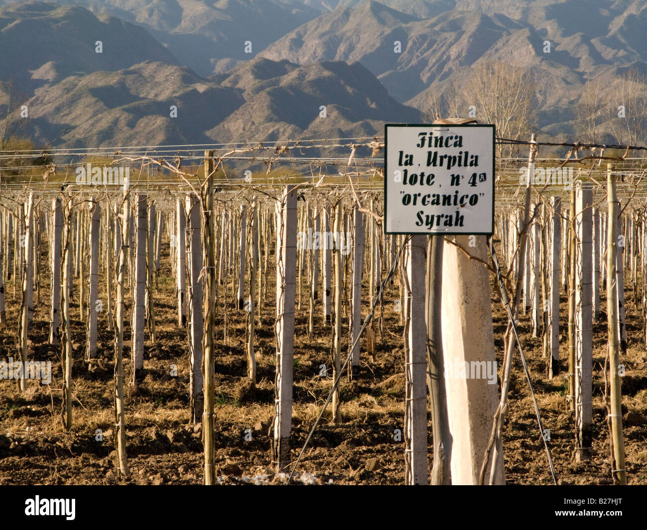 Aspect hiver d'un vignoble biologique de Syrah près de la ville de San Juan, Argentine Banque D'Images