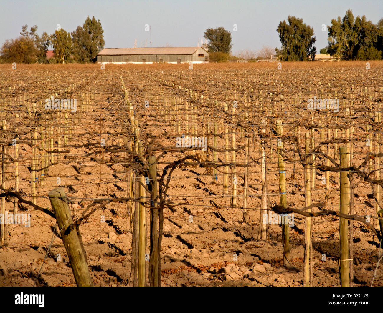 Aspect hivernal d'un vignoble près de la ville de San Juan, Argentine Banque D'Images