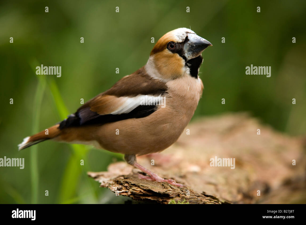 Coccothraustes coccothraustes hawfinch Banque D'Images