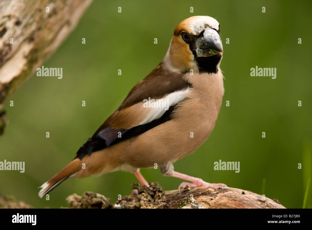 Coccothraustes coccothraustes hawfinch Banque D'Images