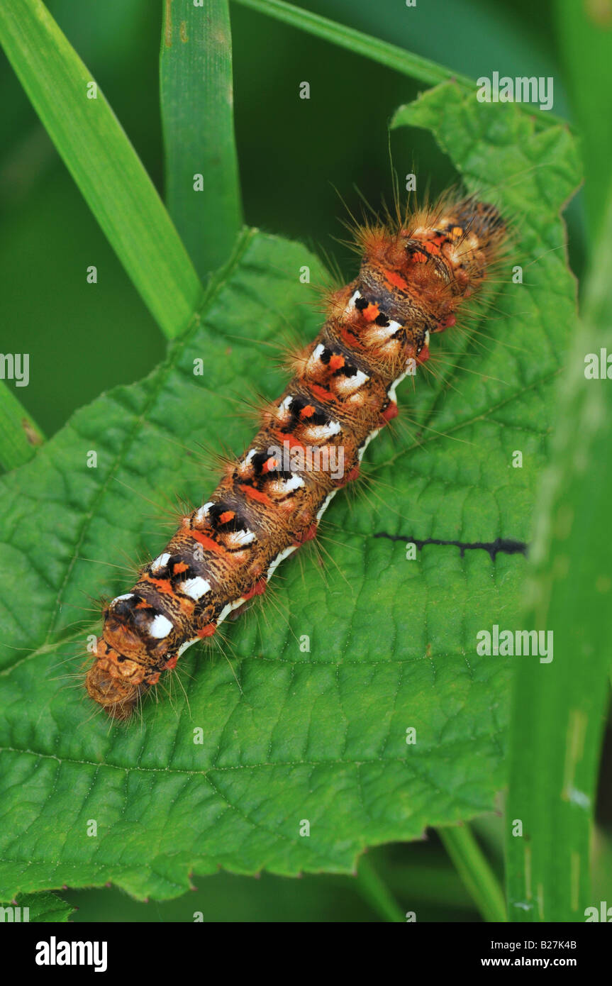 Knot (Acronicta rumicis) Herbe, Caterpillar Banque D'Images