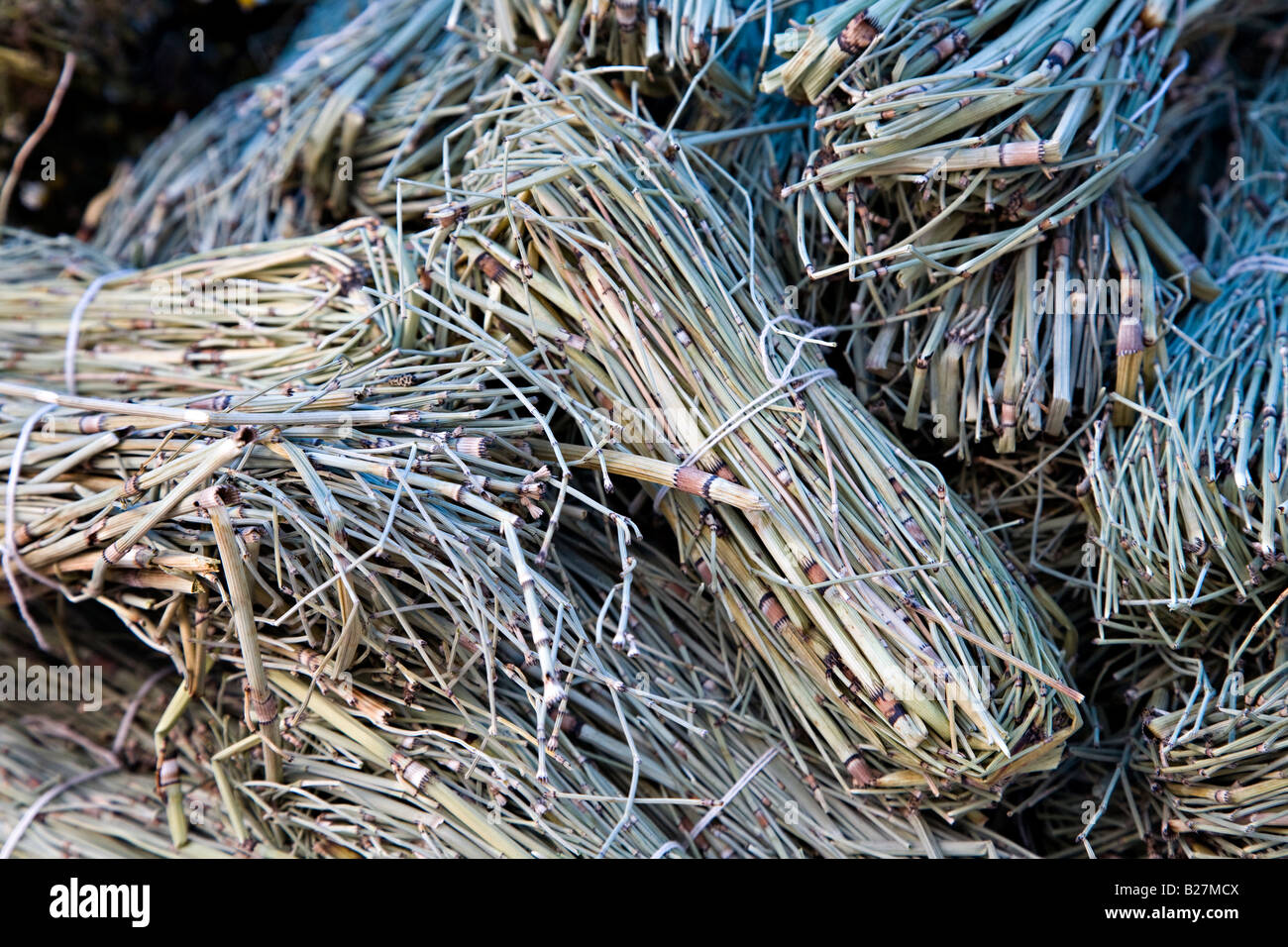 Les prêles séchées sur la vente au marché dominical et utilisée pour les herbes médicinales traditionnelles Teror Gran Canaria Espagne Banque D'Images