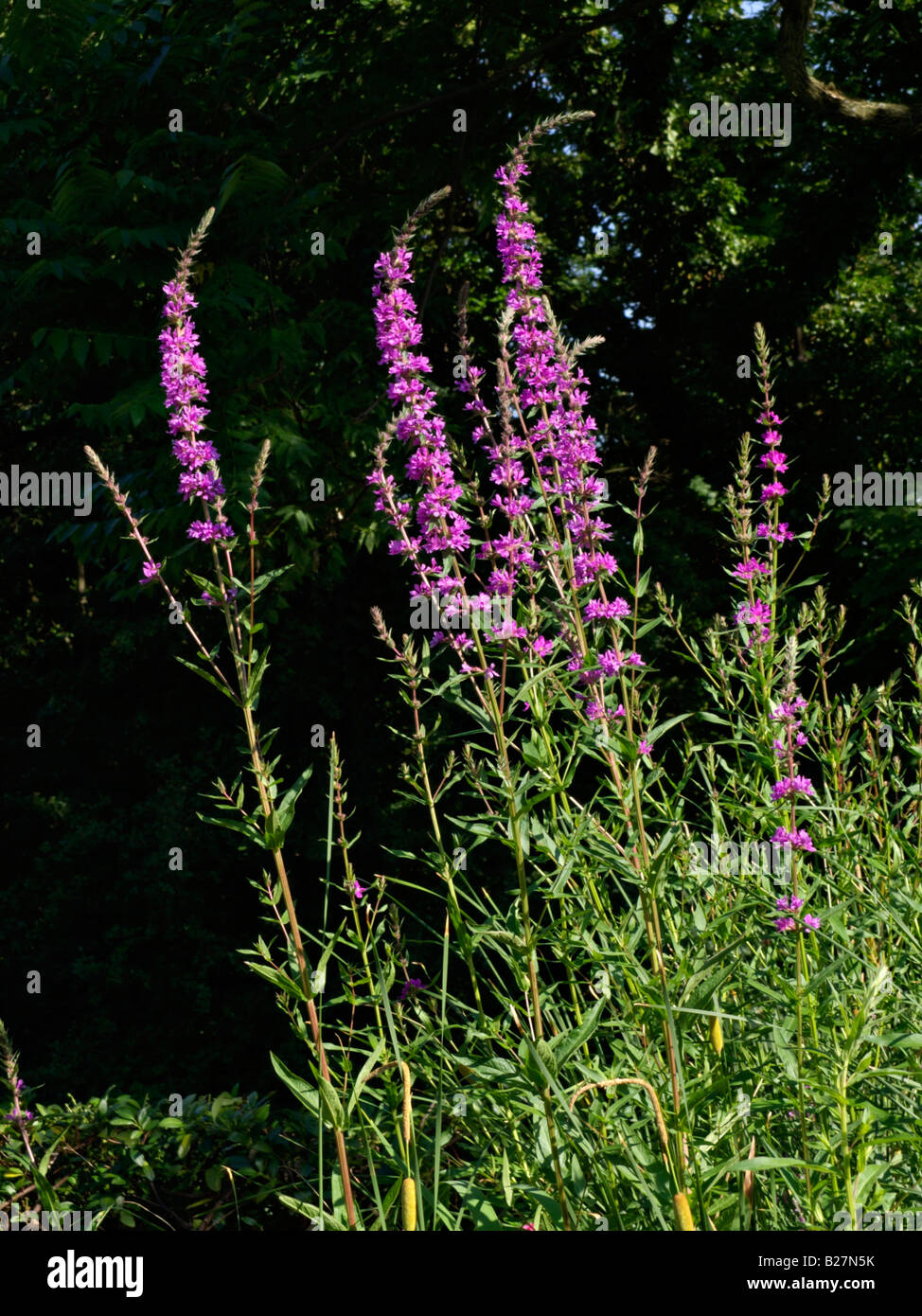 La Salicaire (Lythrum salicaria) Banque D'Images
