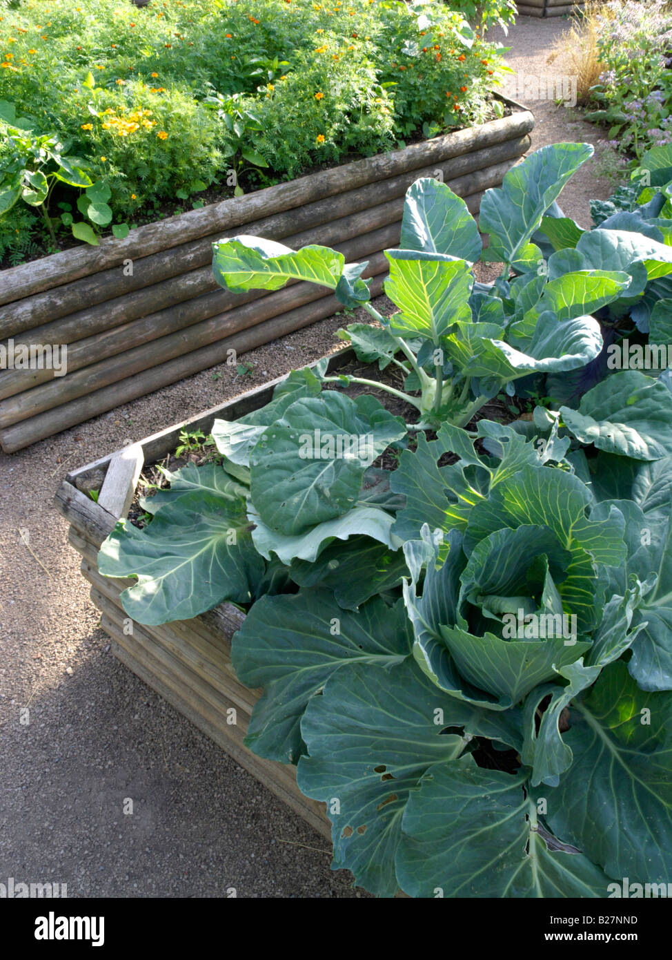 Chou blanc (Brassica oleracea var. capitata f. alba) dans un lit Banque D'Images
