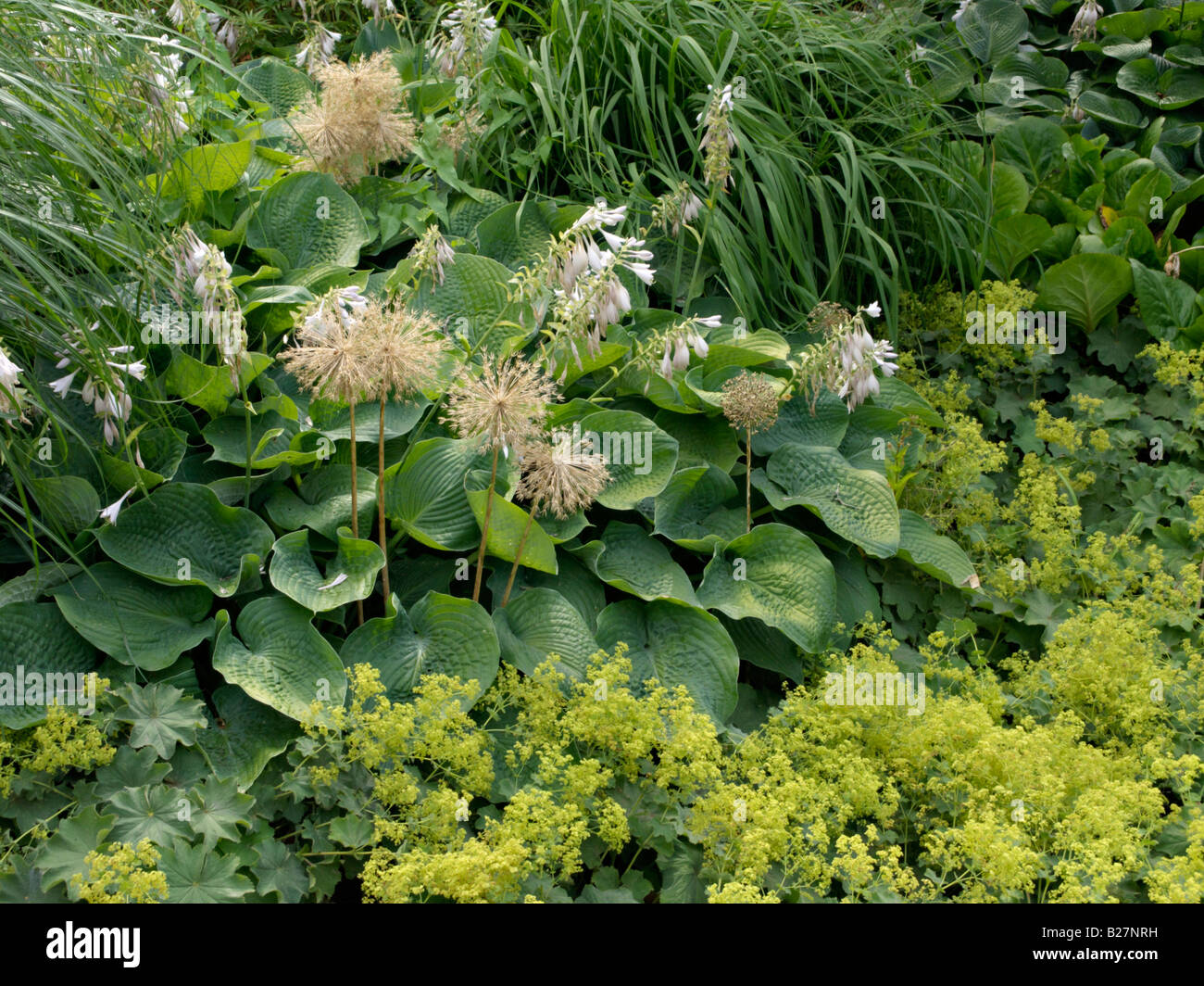 Giant allium (Allium globemaster), hosta (Hosta sieboldiana 'elegans') et l'alchémille (alchemilla) Banque D'Images