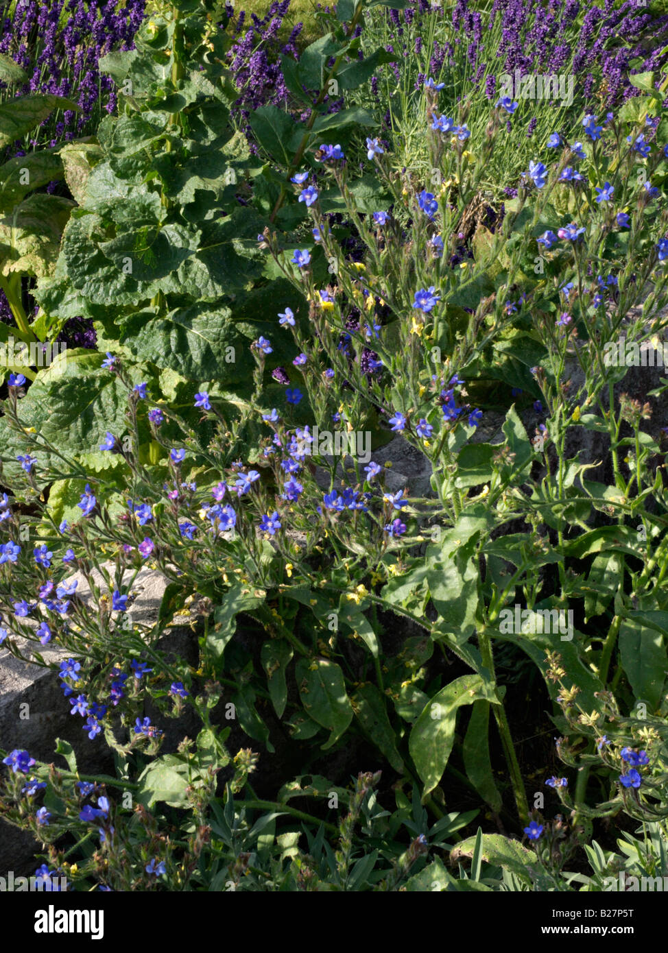 Grand bleu orcanette (Anchusa azurea 'Dropmore') Banque D'Images