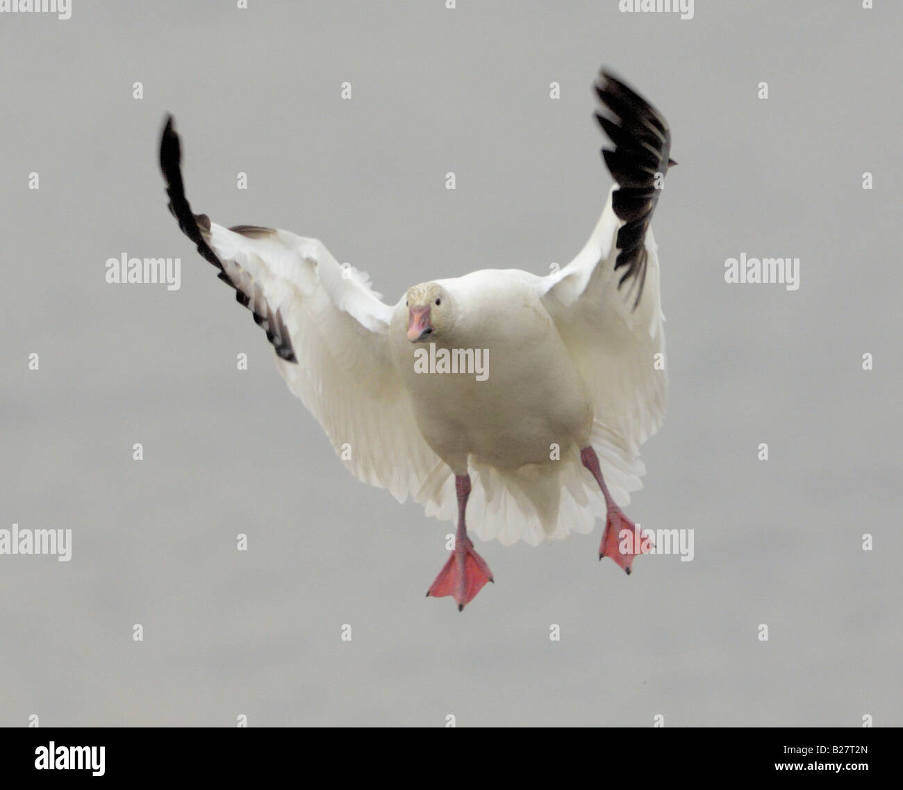 Snow Goose Jamaica Bay National Wildlife Refuge Queens New York Banque D'Images