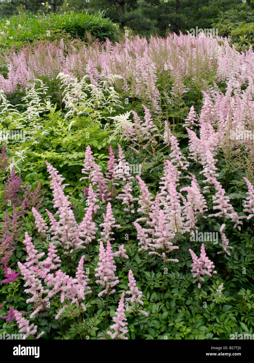 Jardin astilbe arendsii astilbe (x) Banque D'Images