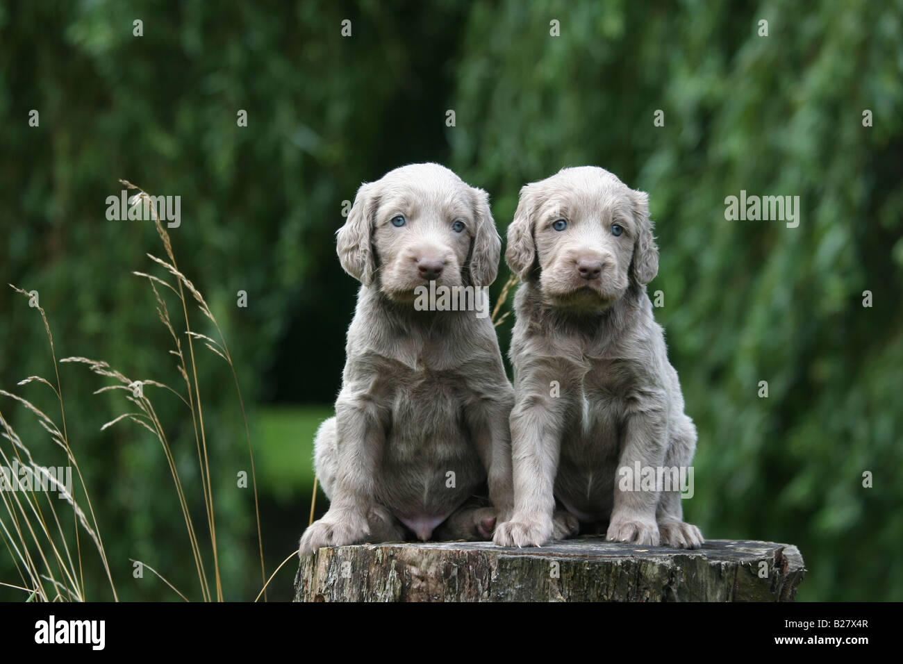 Braque De Weimar Pointeur Braque De Weimar De Braque Vorstehhund Deux Chiots Chiot Chien Animal Nice Bebe Vert Pointeur Photo Stock Alamy